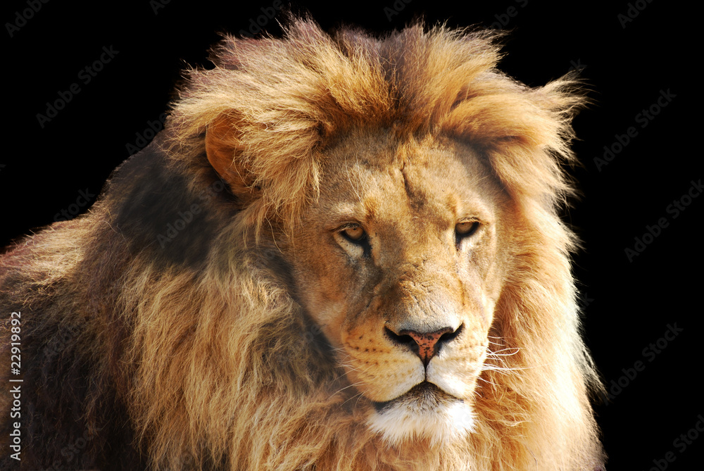 Fototapeta premium lion head