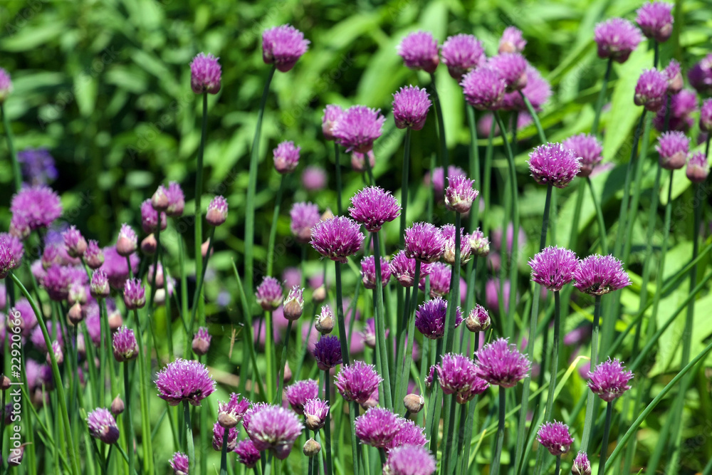 Chive Flowers Chive Flowers