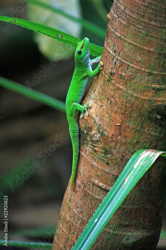 Obraz na płótnie green day gecko on tree trunk w salonie