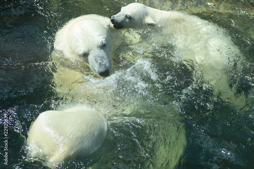 Polar Bears Bathing