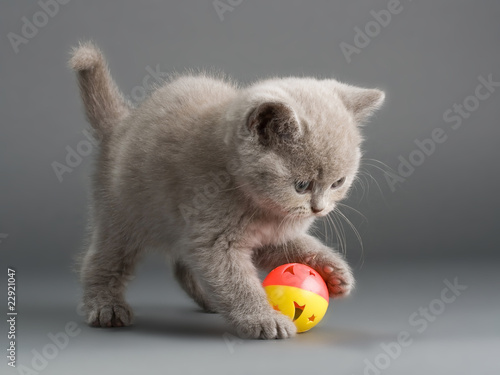 British kittens © Dreymedv