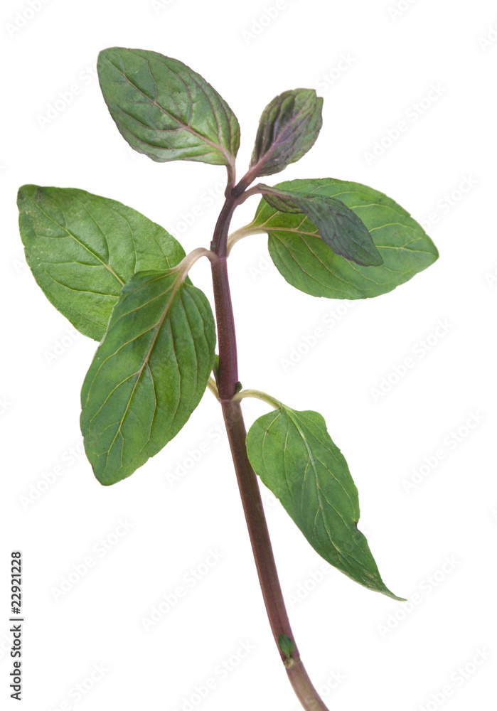 Naklejka premium Spearmint herb on white
