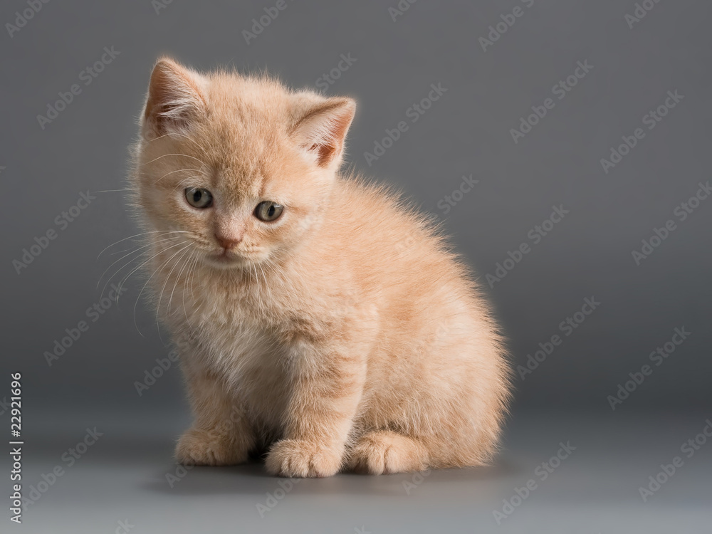 Obraz premium British kittens