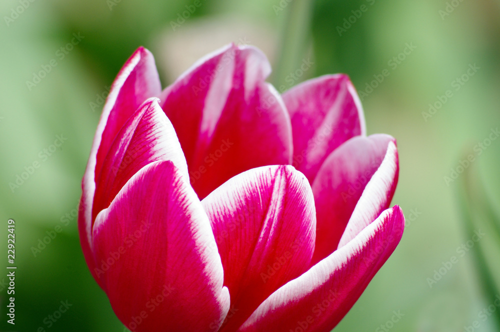 Macro shot of red tulip
