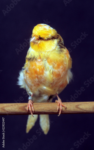 canari anglais sur son perchoir