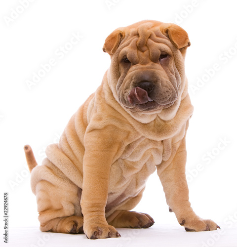 Shar Pei sitzend mit blauer Zunge vor weißem Hintergrund