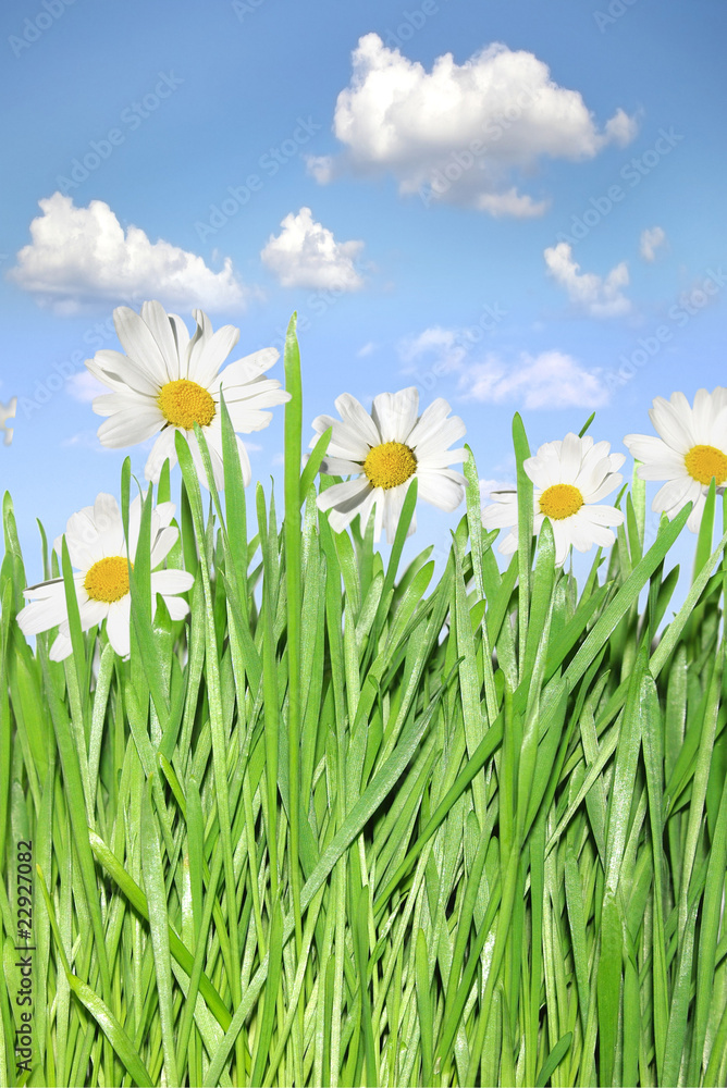 Green grass and camomiles on the background of the blue sky. Green grass and camomiles on the background of the blue sky.