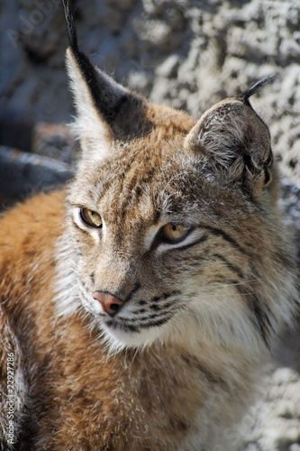 Lynx © Sergey Skleznev