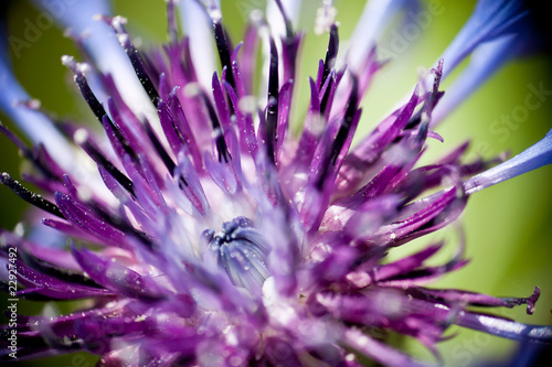 Purple/Blue Mountain Cornflower