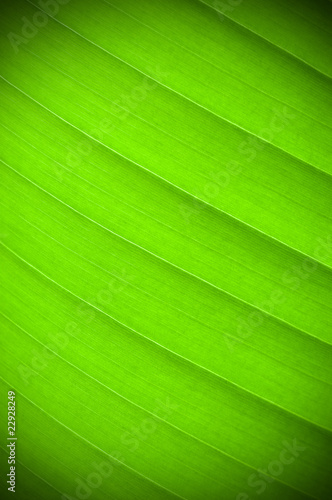 Green leaf