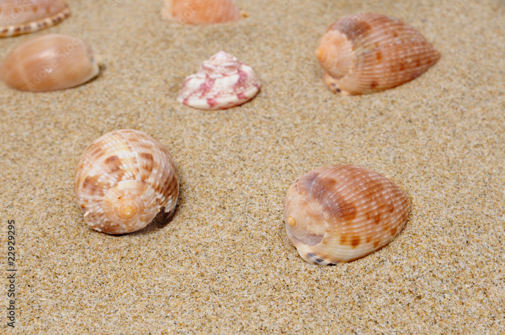 Naklejka premium seashells