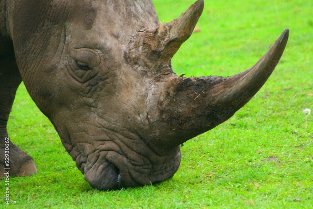 Obraz premium Nashorn