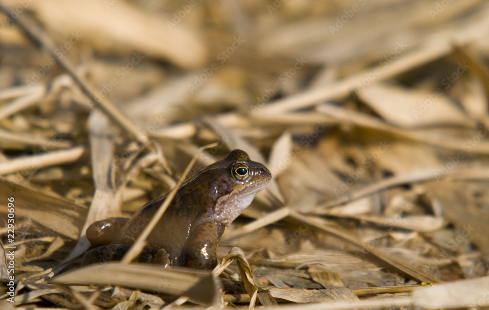 Naklejka premium Toad