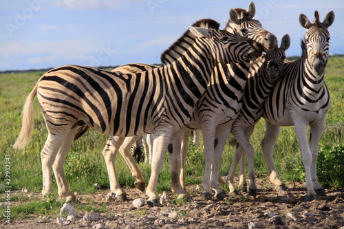 team zebra