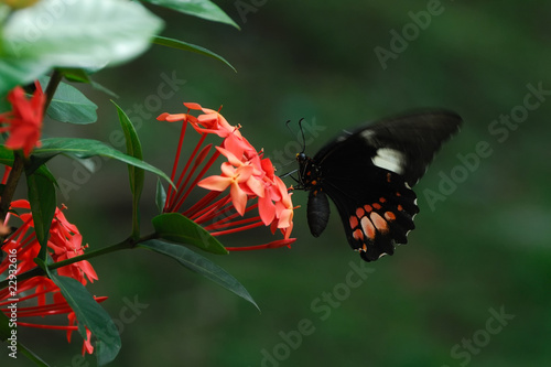 Parides iphidamas - (Iphidamas Cattleheart) photo