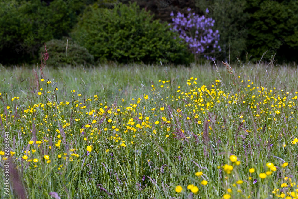 Gelbe Wiesenblumen StockFoto Adobe Stock