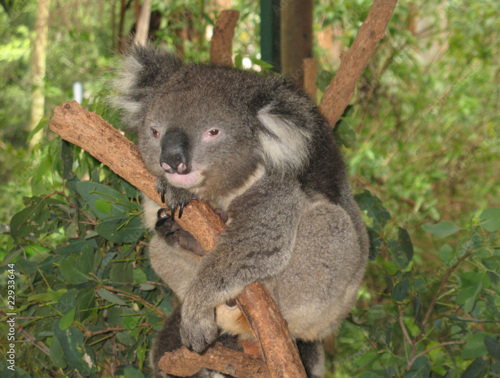 Naklejka premium koala