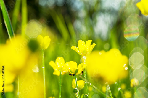 Sunny yellow meadow
