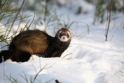 Foto Winter