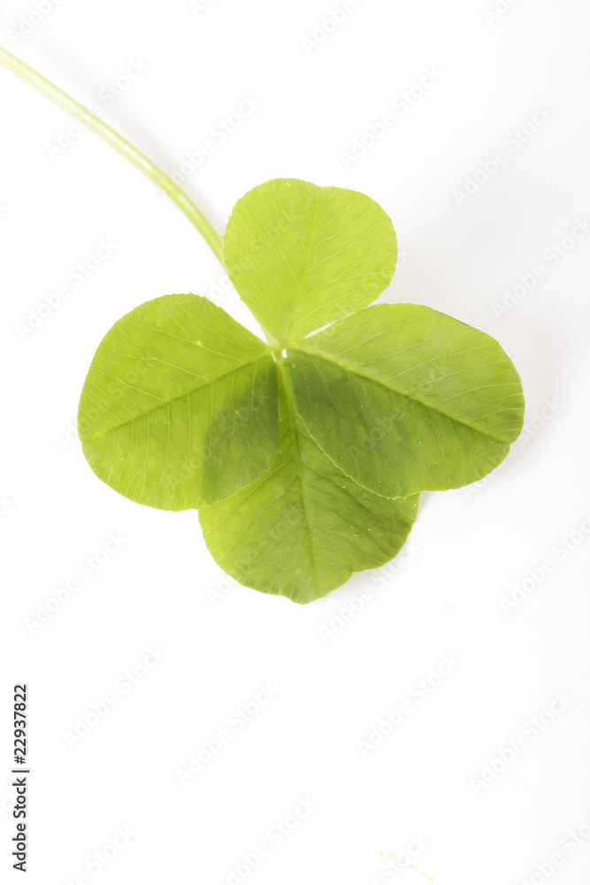 CLOVER CLOVER