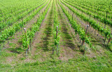 chardonnay grape vines