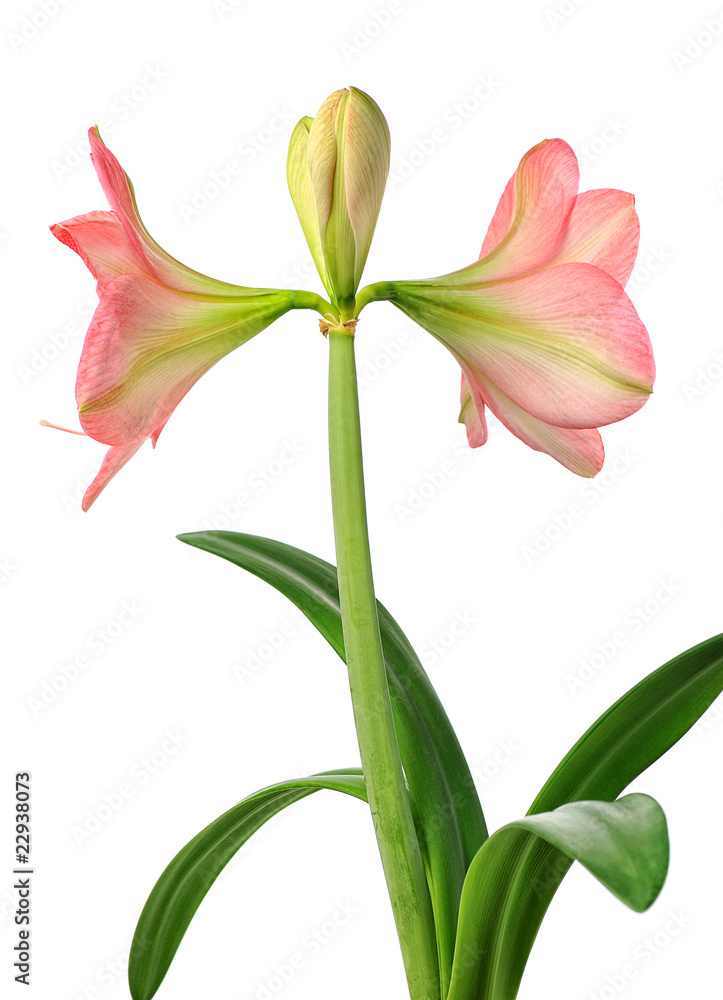 blooming amaryllis blooming amaryllis
