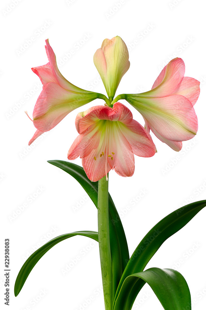 blooming amaryllis