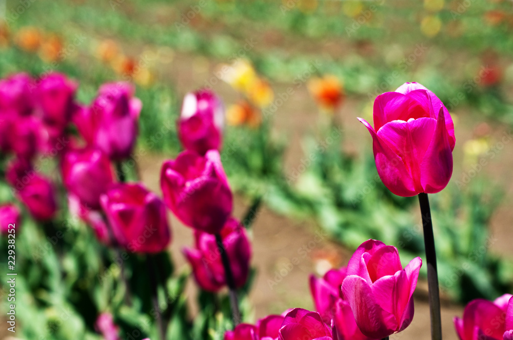 Single pink tulip in field of other