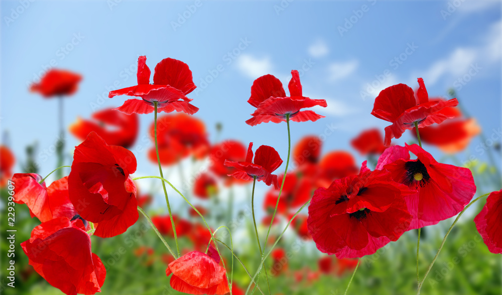 Obraz premium poppy red