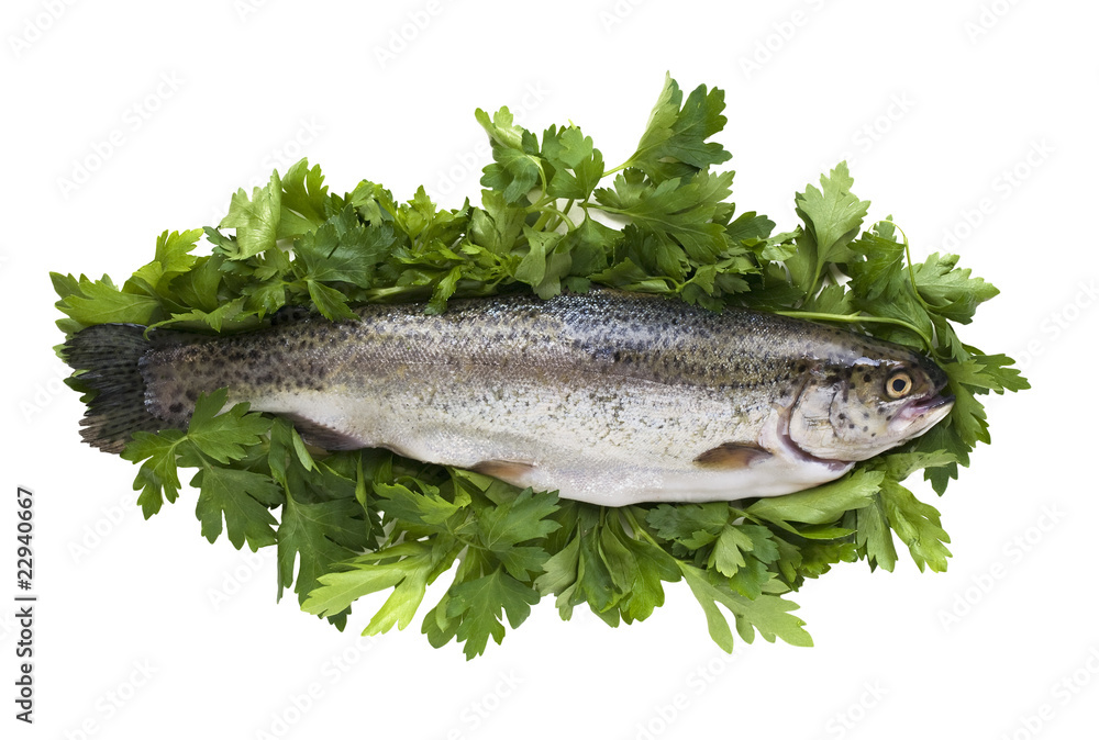 fresh trout and parsley isolated in white fresh trout and parsley isolated in white