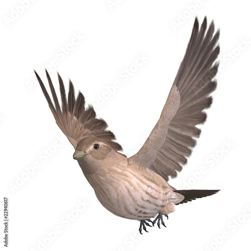 Female House Finch. 3D rendering with clipping path and shadow o © Ralf Kraft