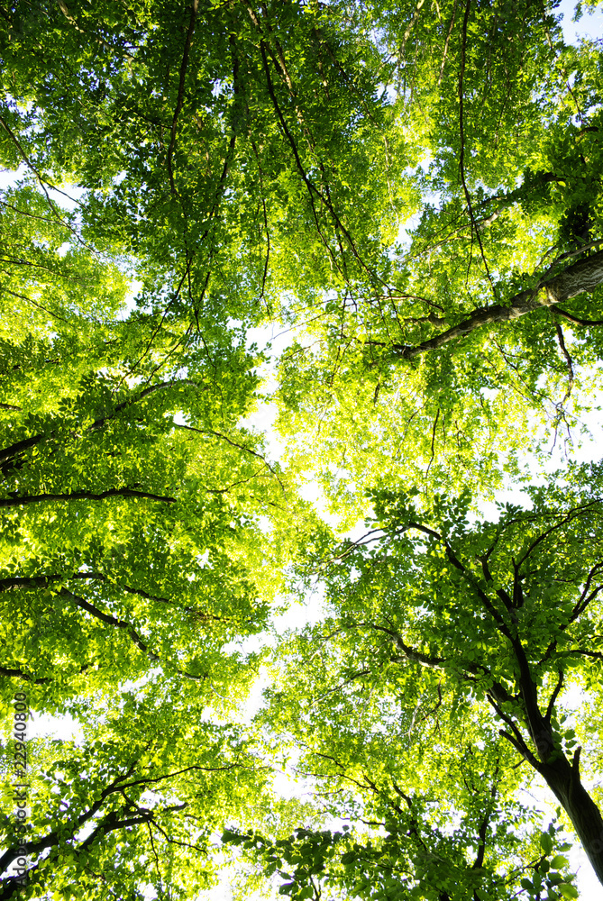 Fototapeta premium Forest