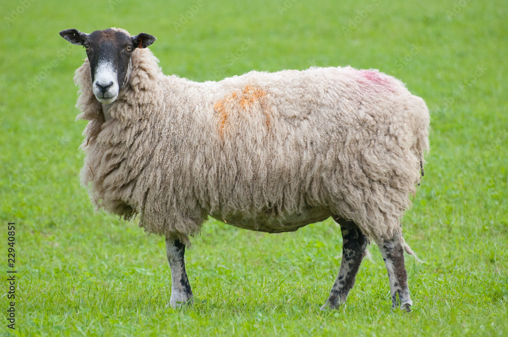 sheep with grass background