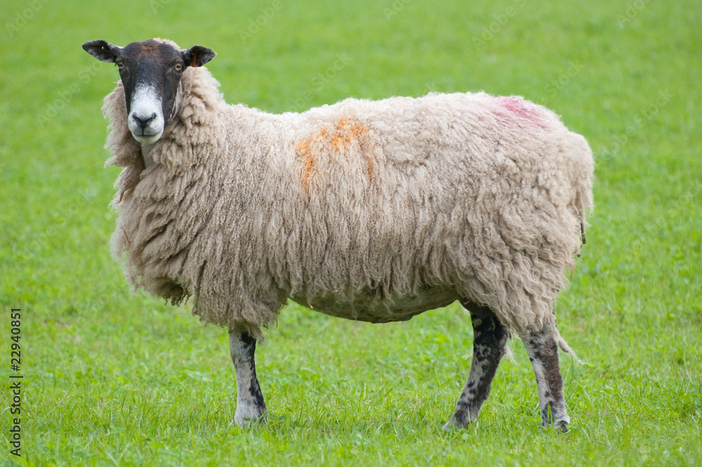 sheep with grass background sheep with grass background
