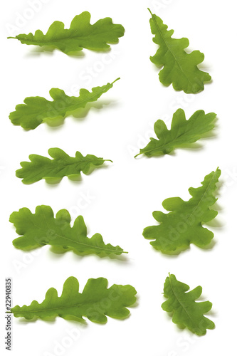 various Oak leaves