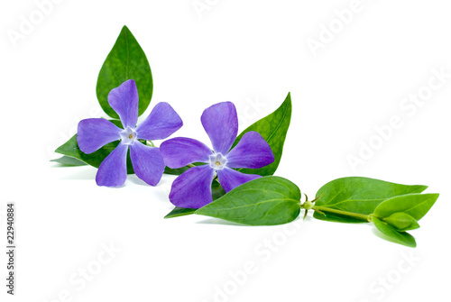 periwinkle