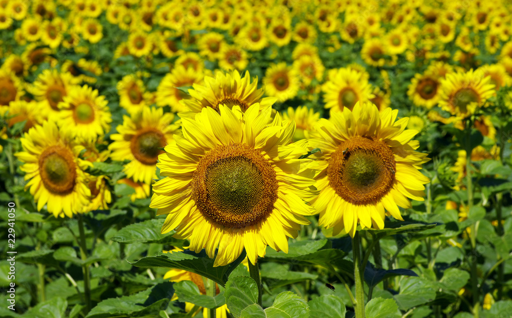 sunflowers sunflowers