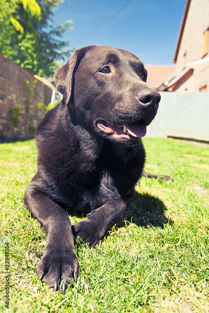 Chocolate Labrador Relaxing in the Garden Chocolate Labrador Relaxing in the Garden