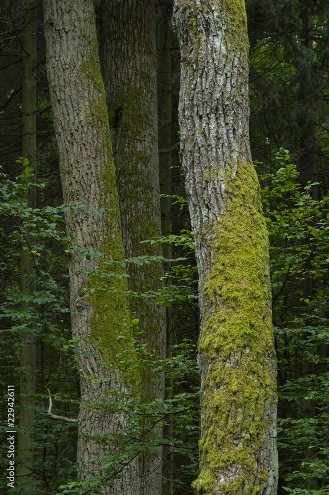 Fototapeta premium Three old oak trees partly moss covered