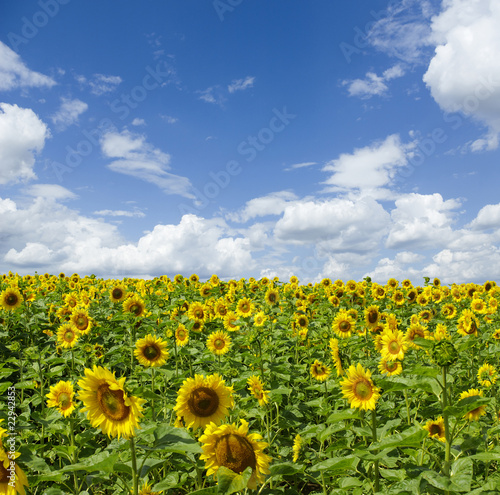 sunflowers