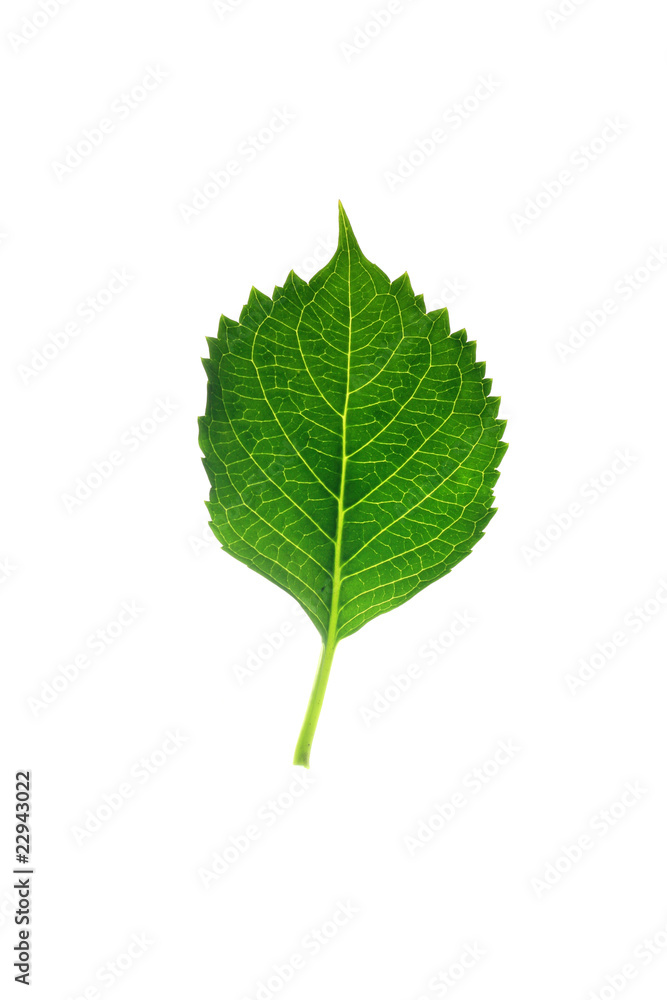 Tree leaf and white background Tree leaf and white background