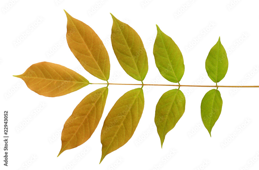 tree leaf isolated on the white background. tree leaf isolated on the white background.