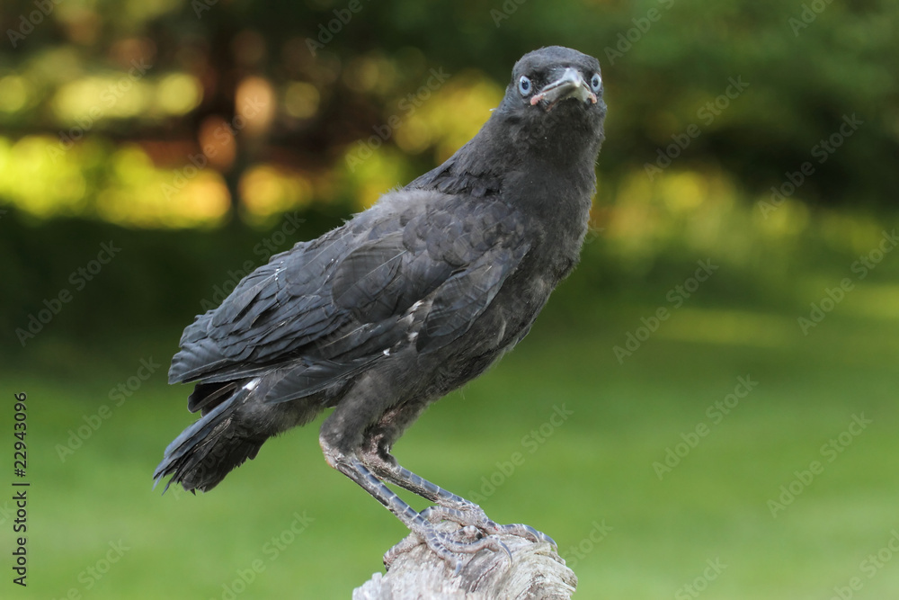 Fototapeta premium Baby American Crow (Corvus brachyrhynchos)