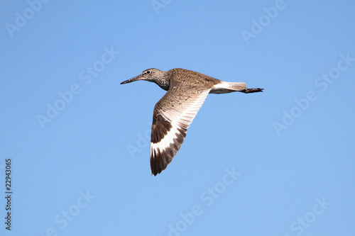 Willet (Catoptrophorus semipalmatus) photo