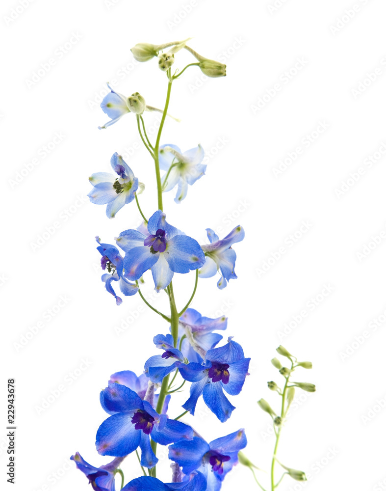 Fototapeta premium bright blue delphinium flowe