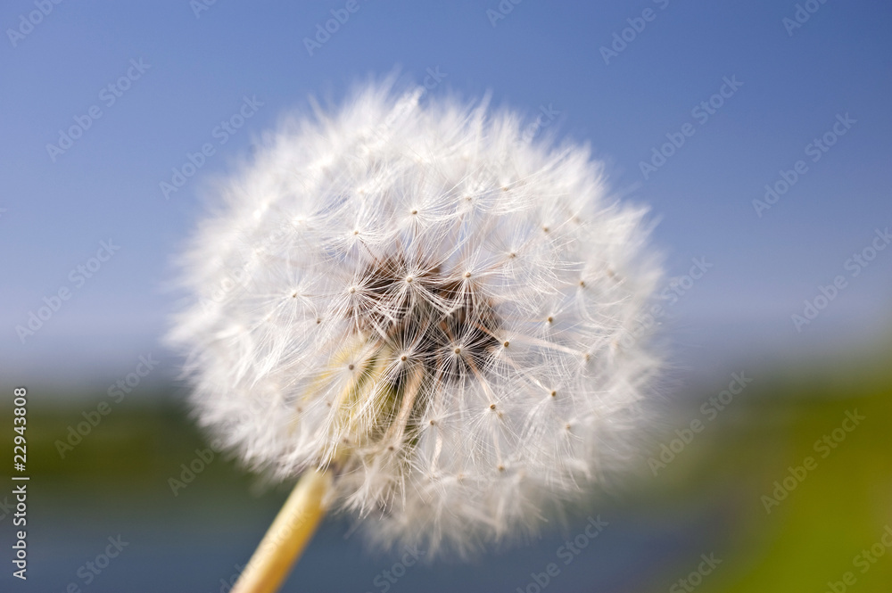 Naklejka premium mniszek lekarski