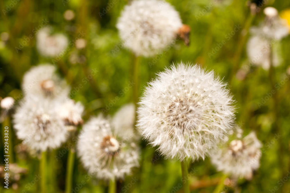 Pusteblume