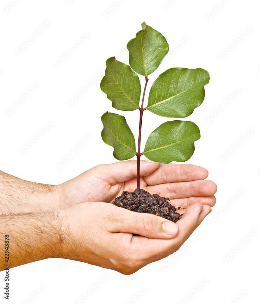 sprout in palms as a symbol of nature protection sprout in palms as a symbol of nature protection