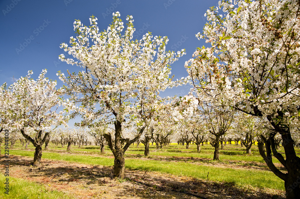 Kirschblüte