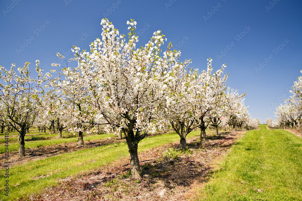 Kirschblüte Kirschblüte